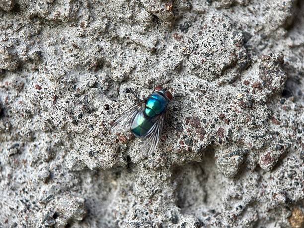 Closed up fly insect on green leaf.