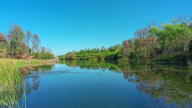 Wetland riverbank and sunny blue sky copy space scene