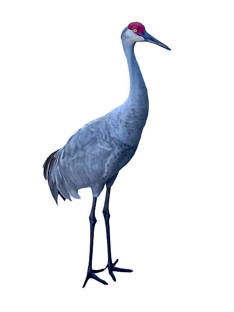 istock Sandhill Crane Standing Isolated On White Background In Studio 2249266895