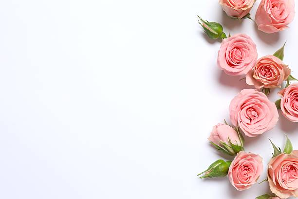 istock Top view of peony roses on white background 2249266909