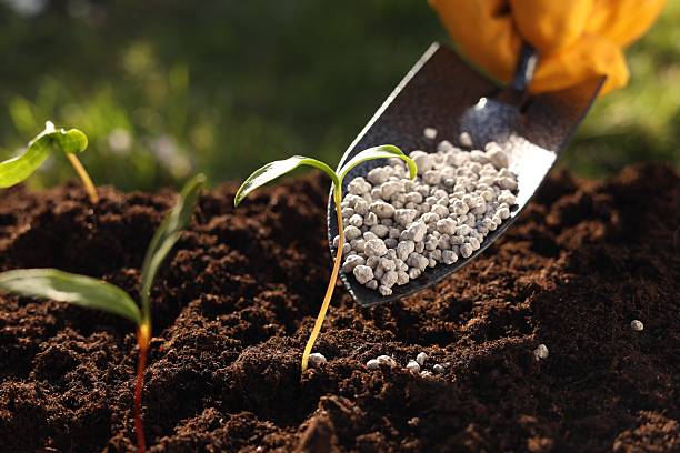 istock Man fertilizing soil with growing young sprouts outdoors, selective focus 2249268722