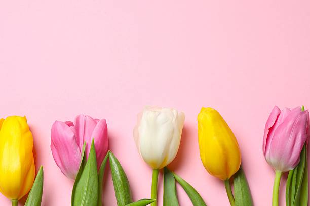 istock Beautiful fresh tulips on color background 2249269106