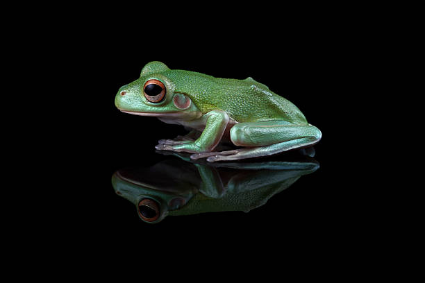 istock white-lipped tree frog isolated on black background, juvenile tree frog side view (Nyctimystes infrafrenatus) 2249269914
