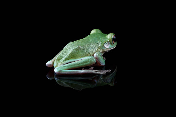 istock white-lipped tree frog isolated on black background, juvenile tree frog back view (Nyctimystes infrafrenatus) 2249269946