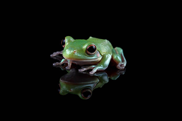 istock white-lipped tree frog isolated on black background, juvenile tree frog side view (Nyctimystes infrafrenatus) 2249269953