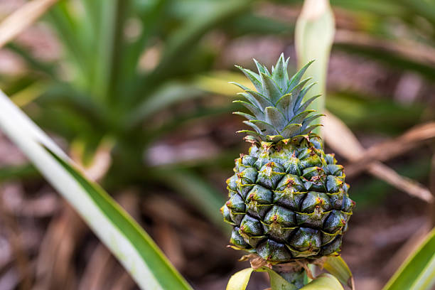 istock A close-up of pineapple fields in Okinawa, showing pineapples growing in the fields. 2249271021