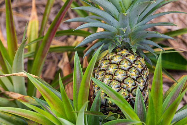 istock A close-up of pineapple fields in Okinawa, showing pineapples growing in the fields. 2249271029