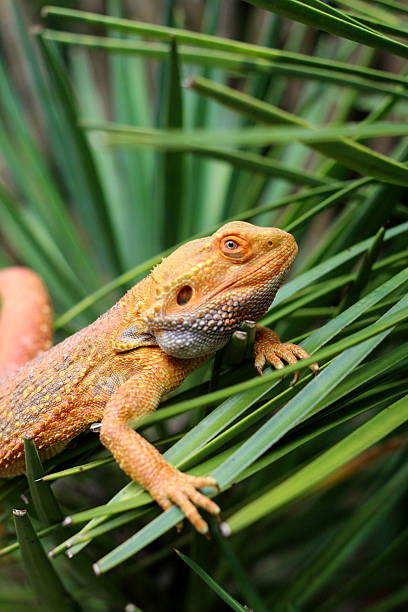 istock Bearded dragon lizard on Natural Habitat 2249271094
