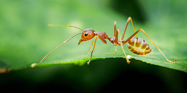 istock Red ant walking on green leaf in nature 2249271378