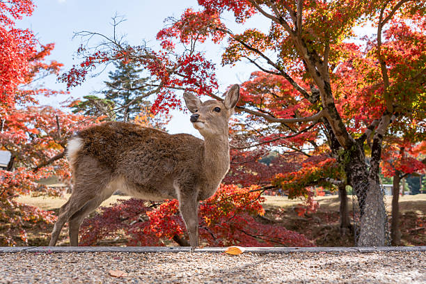 A beautiful Sika deer standing alert, framed by brilliant red autumn maple trees on a sunny day in the historic Nara Park, Japan.