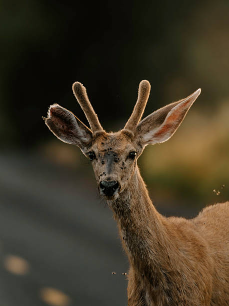 istock Deer Covered In Flies Portrait 2249272244