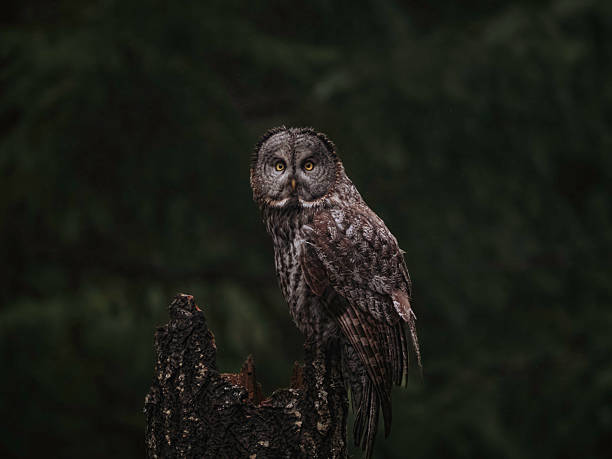 Great Grey Owl Perched in the forest watching the forest floor beneath him.
