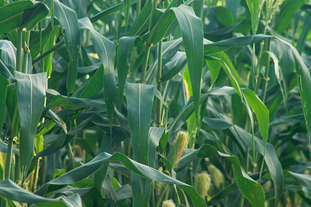 Corn field close up. Selective focus. Green Maize Corn Field Plantation in Summer Agricultural Season. Close up of corn on the cob in a field