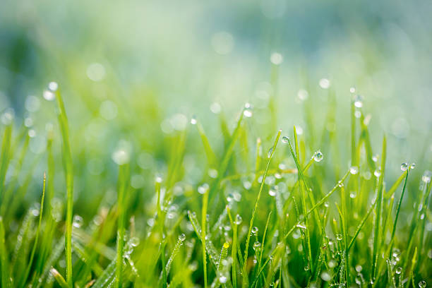 istock Morning dew glistens on fresh green grass in a tranquil outdoor setting 2249272579