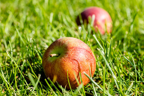 Close-up of red fallen apples on a green grass background in the orchard garden. Shallow depth of field. Space for copy.