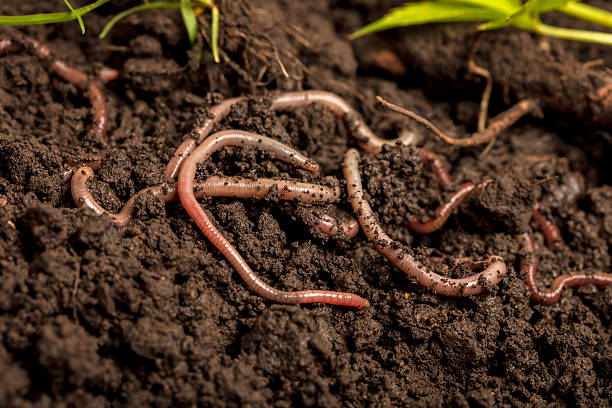 istock Earthworms in the soil 2249272672