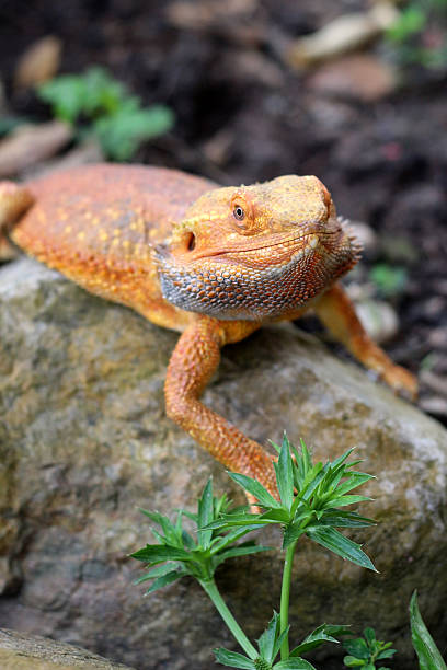 istock Bearded dragon lizard on Natural Habitat 2249273752