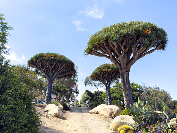istock Dragon Trees (Dracaena draco) in San Diego, California 2249275496