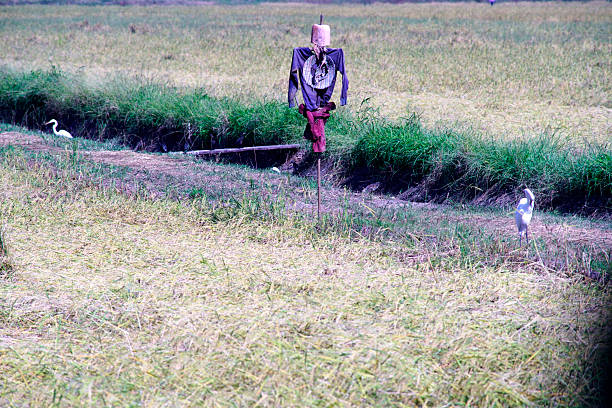 A scarecrow stands tall in a lush green rice field with birds wandering nearby. This tranquil scene captures the essence of rural farming and nature's harmony.