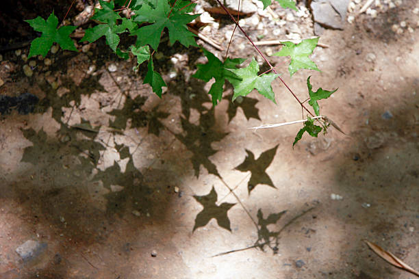 Green leaves cast distinct shadows on the ground, showcasing natural light and plant textures in an outdoor setting.