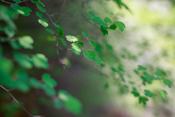 istock Delicate green leaves on a branch in a natural setting 2249278165