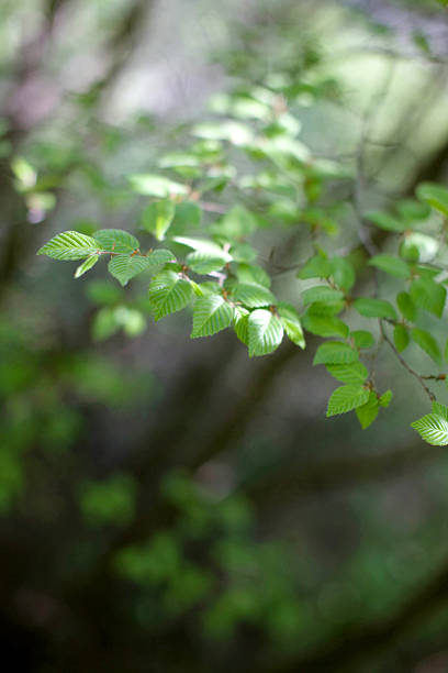 istock Fresh green leaves on a branch in a natural setting 2249278170