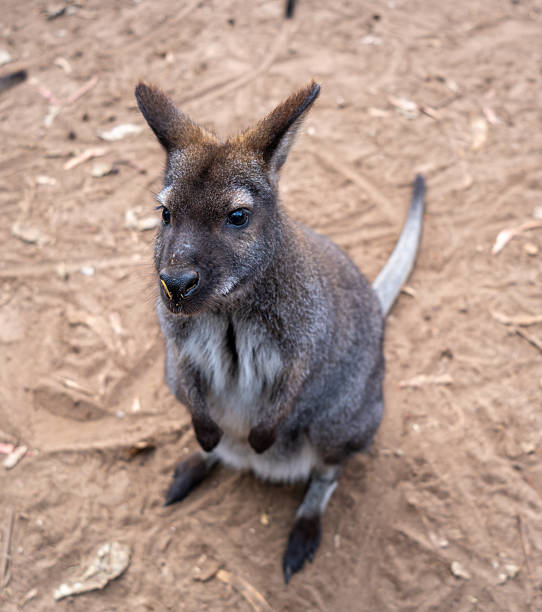 istock Wallaby standing on dry ground in Kangaroo Island, Australia 2249279413