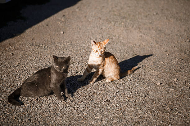 Two cats black and red playing with each other in the sun