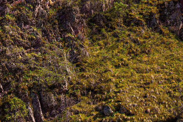Serene hillside features moss-covered rocks and lush grass under bright daylight in Kyrgyzstan. Natural landscape invites tranquility, showcasing the beauty of nature and growth.