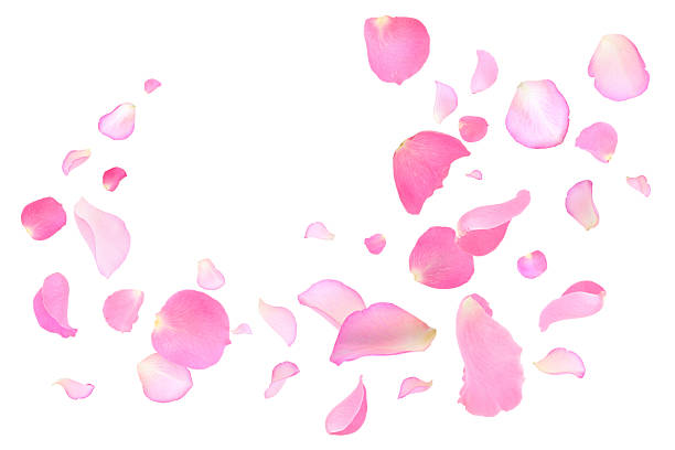 istock Pink rose petals flying on white background 2249279905