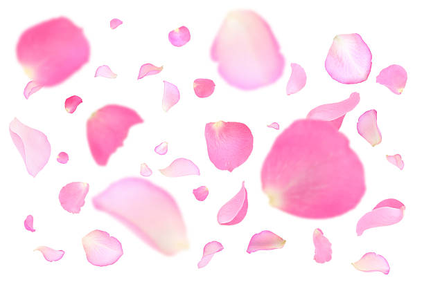 istock Pink rose petals flying on white background 2249279908