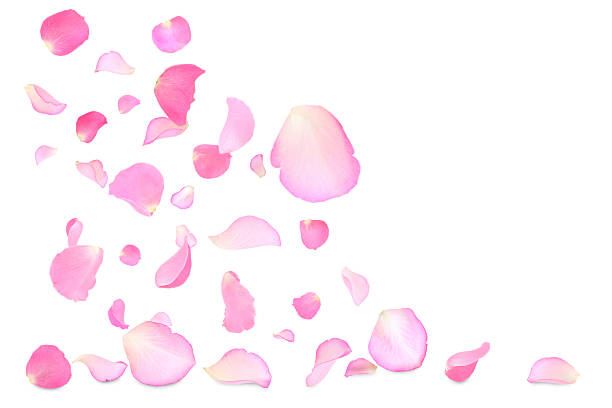 istock Pink rose petals flying on white background 2249279913