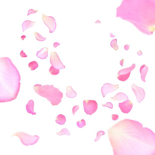 istock Pink rose petals flying on white background 2249279916