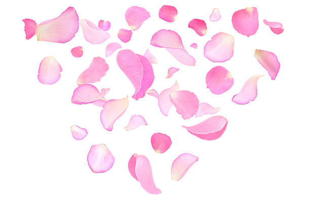 istock Pink rose petals flying on white background 2249279940