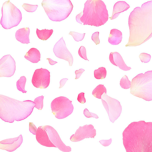 istock Pink rose petals flying on white background 2249279962