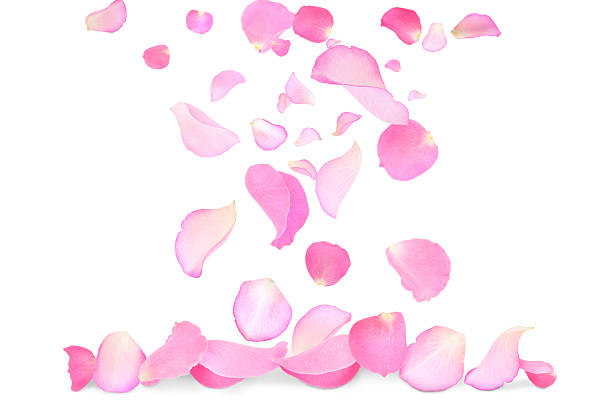 istock Pink rose petals flying on white background 2249279986