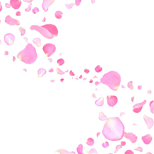 istock Pink rose petals flying on white background 2249279993