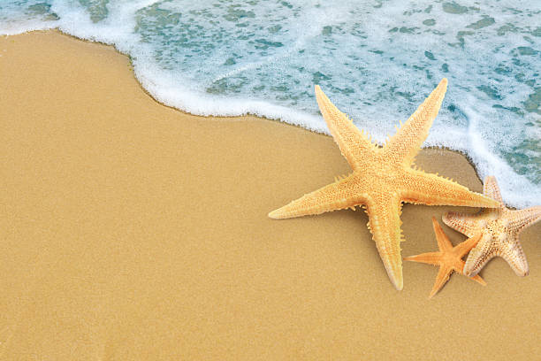 istock Starfishes on sandy beach near sea, space for text 2249280003