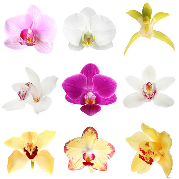 istock Different beautiful orchid flowers isolated on white, set 2249280009