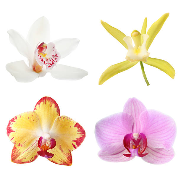 istock Different beautiful orchid flowers isolated on white, set 2249280016