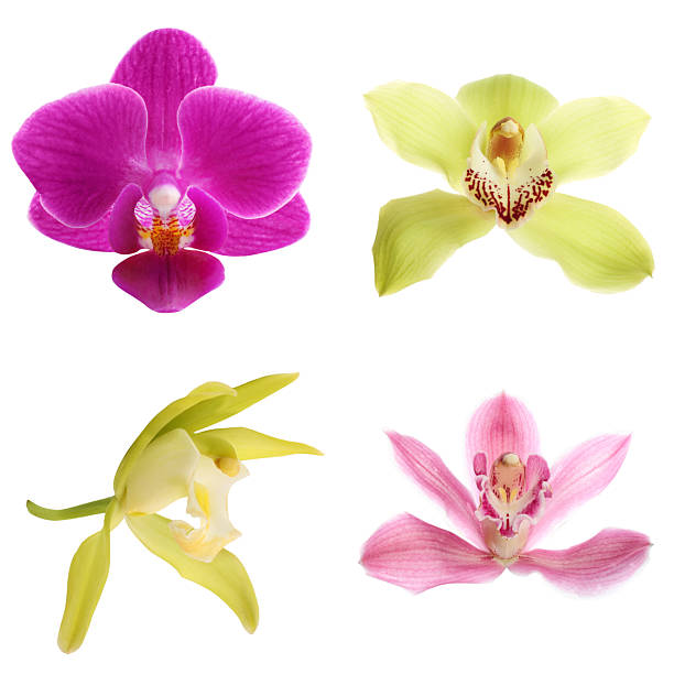istock Different beautiful orchid flowers isolated on white, set 2249280023