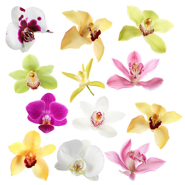 istock Different beautiful orchid flowers isolated on white, set 2249280028