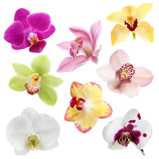 istock Different beautiful orchid flowers isolated on white, set 2249280038