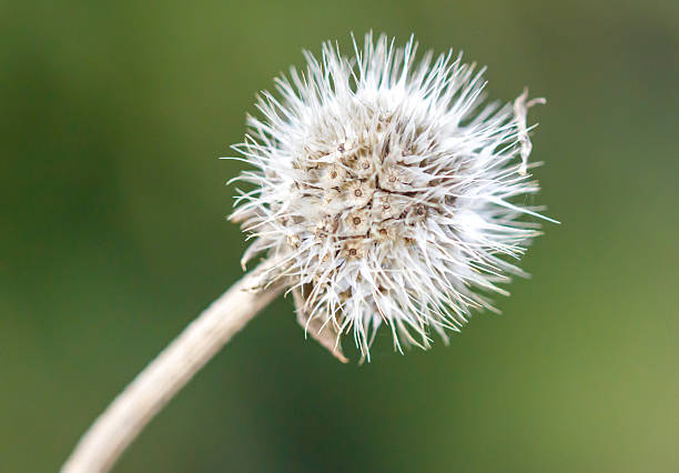 A dried up flower with a stem. The flower is white and has a lot of spines
