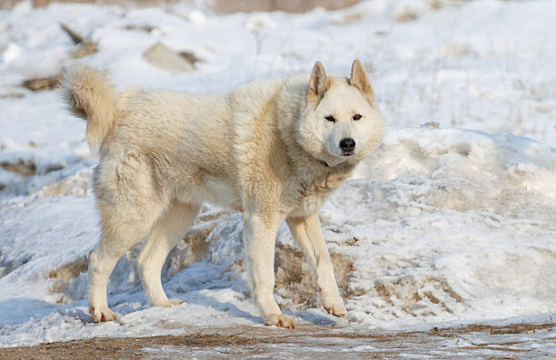 istock A white dog standing in the snow 2249280833