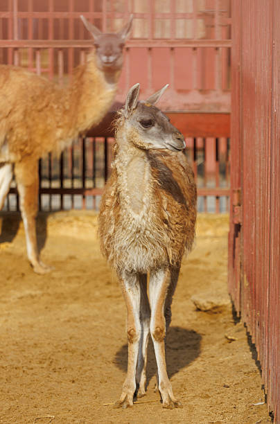 istock A baby llama standing in a dirt pen 2249280903