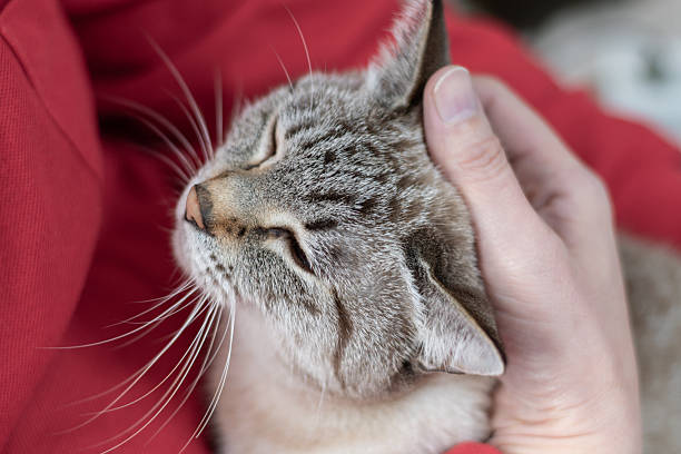 istock Owner petting his cute pet Siamese tabby cat 2249282046