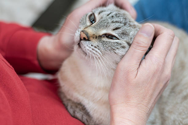 istock Owner petting his cute pet Siamese tabby cat 2249282050
