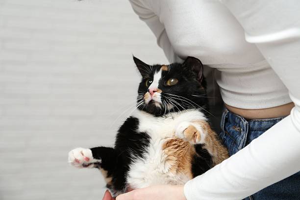 istock Woman with her cute cat on light grey background, closeup 2249282789