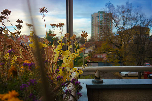 Autumn flowers on the terrace during the day, view of the surroundings.